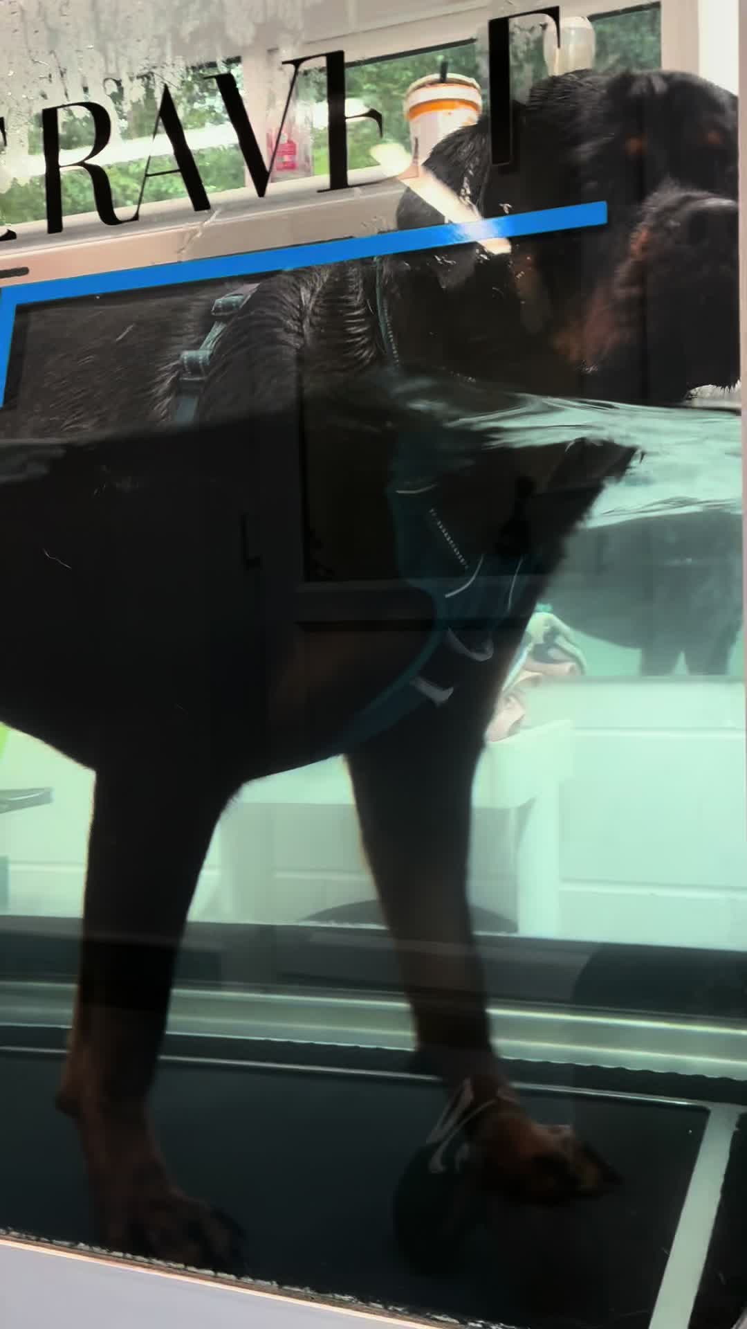 @❤️Rottiexena❤️Rottweiler Dog