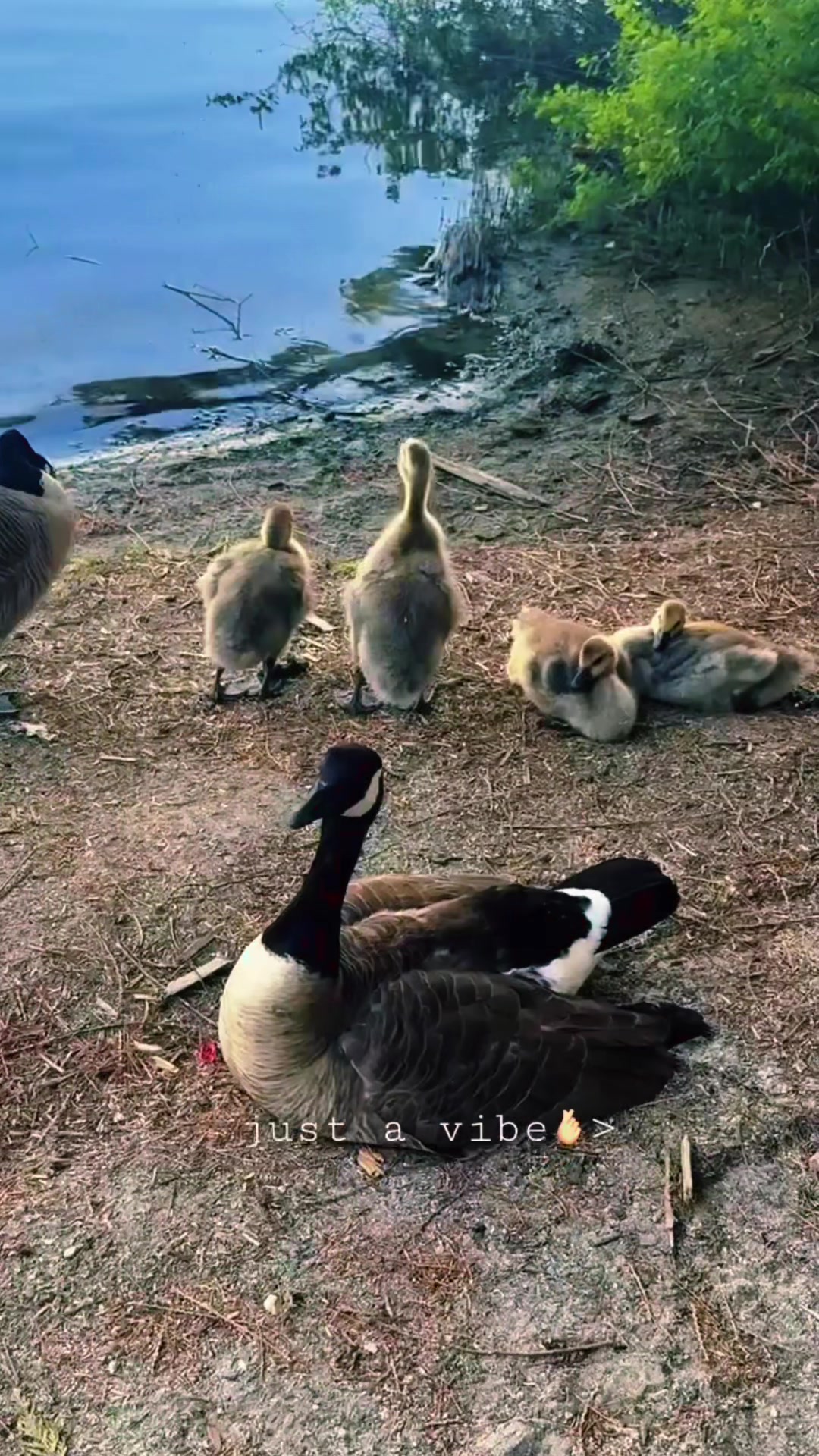 @ਪੱਕੇ ਕਨੈਡਾ ਵਾਲੇ 🇨🇦