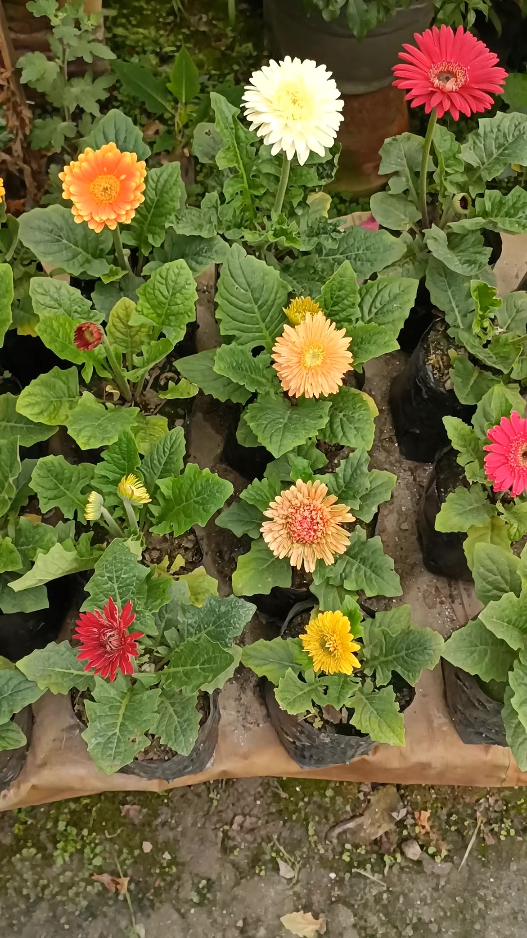 @shree guheshwori nursery