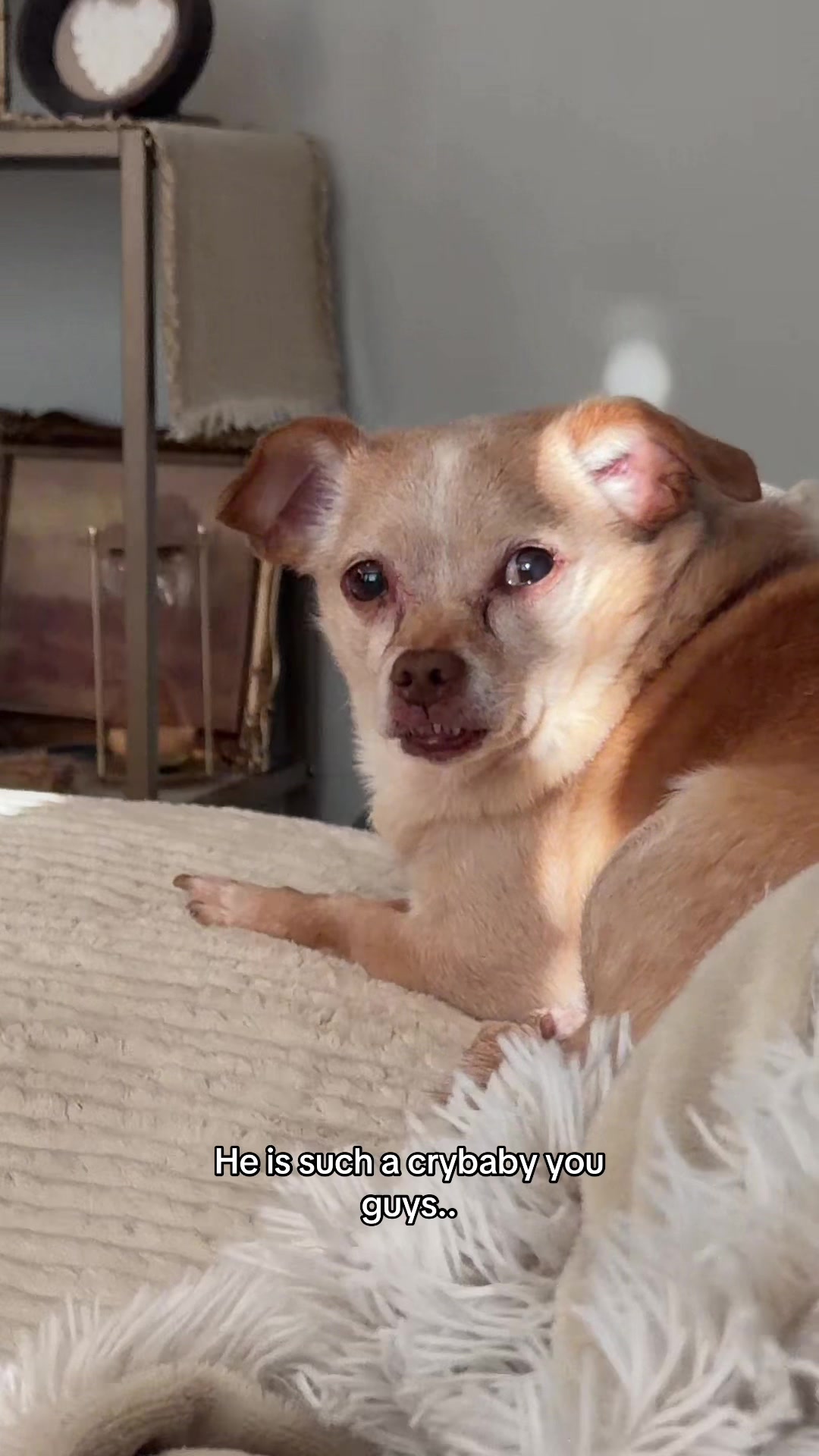 @Cody the Chi & The Spare Ones