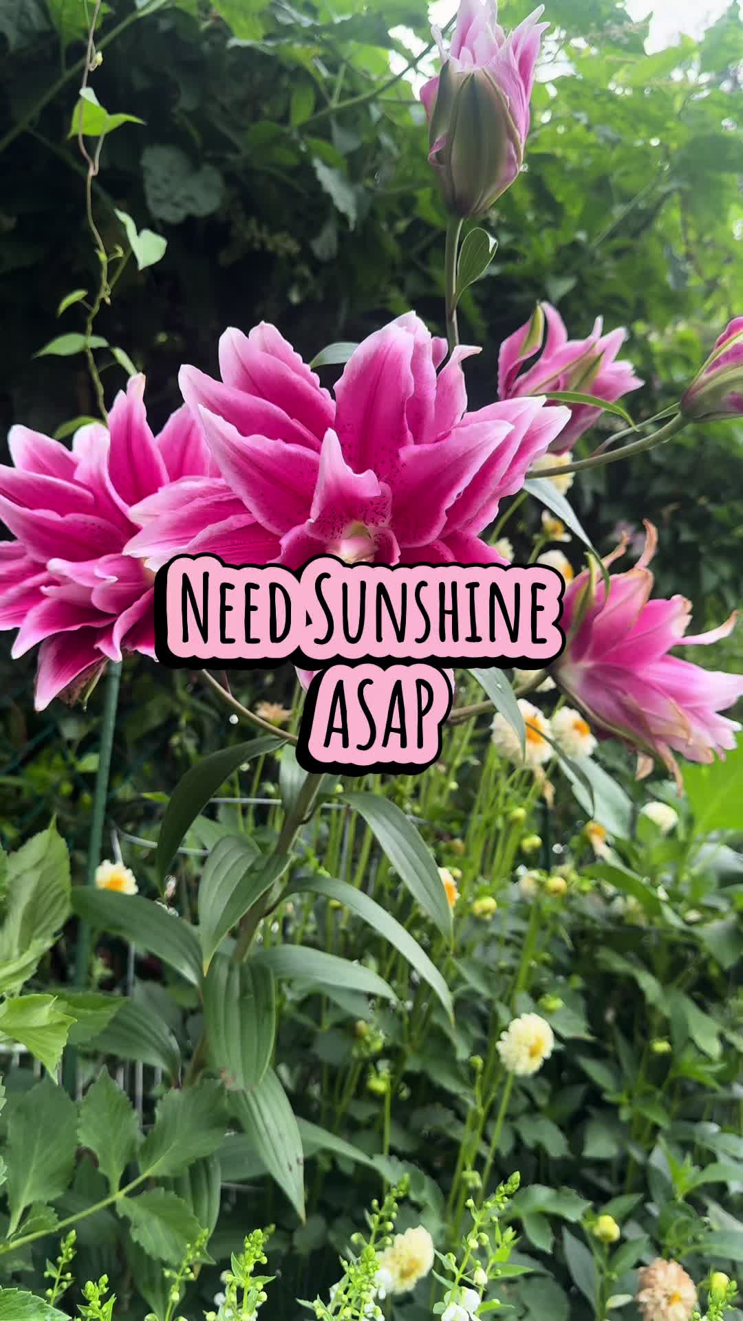 @plantsbyfern