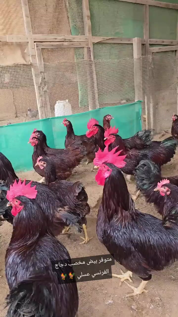 @دواجن الياس🐔🐔🐔