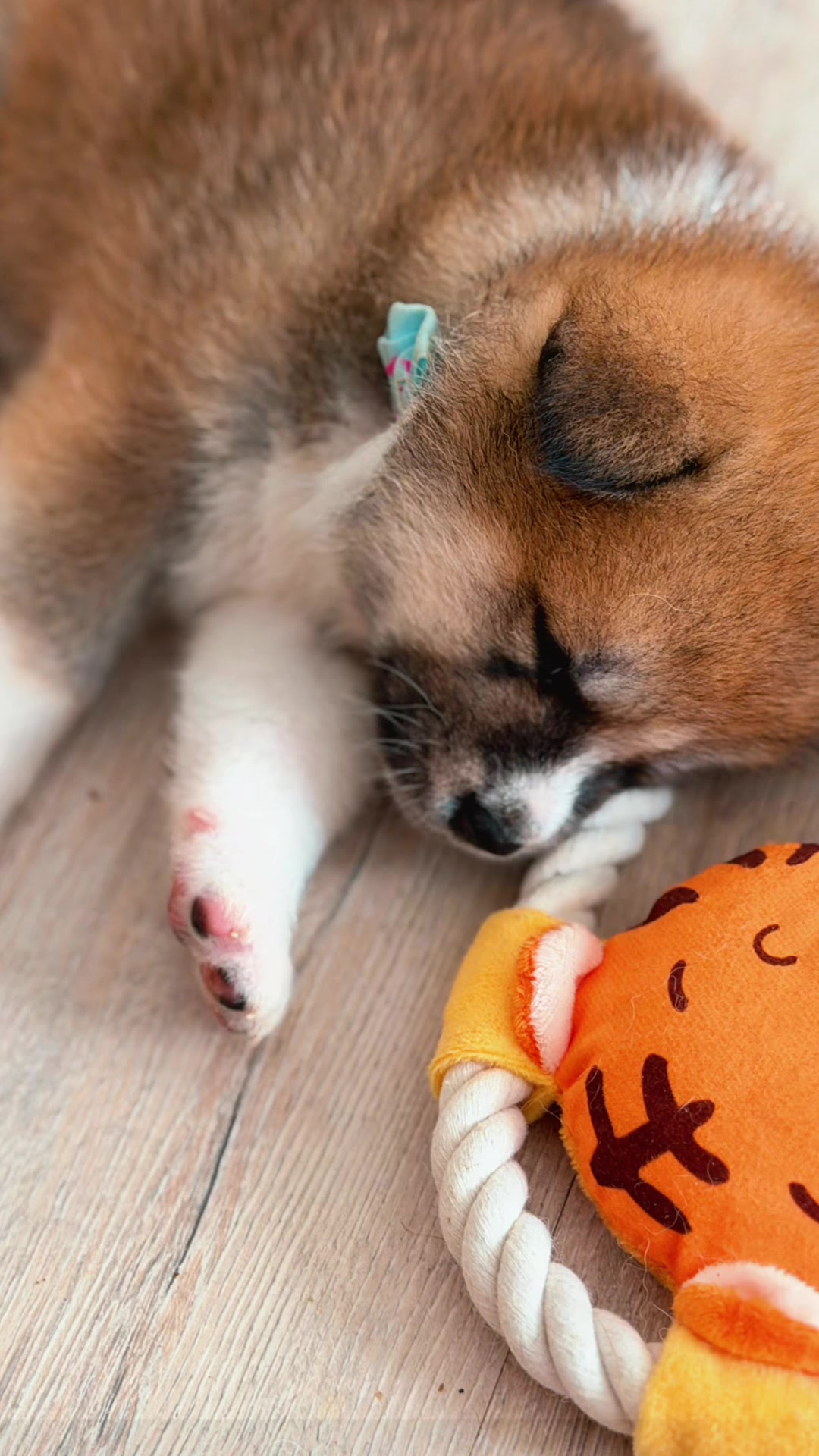 @oh_myakita