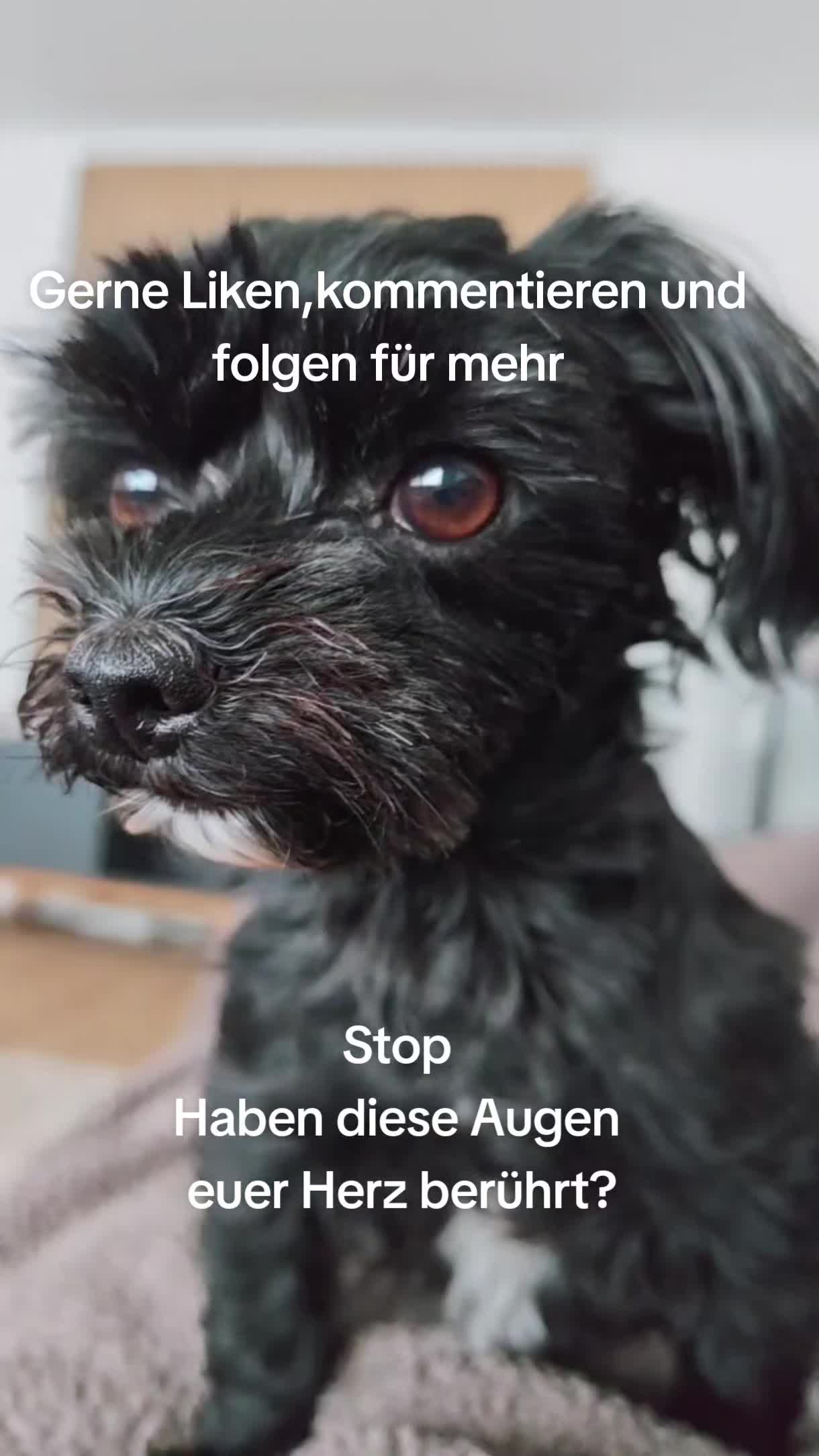 @P&ouml;ppi