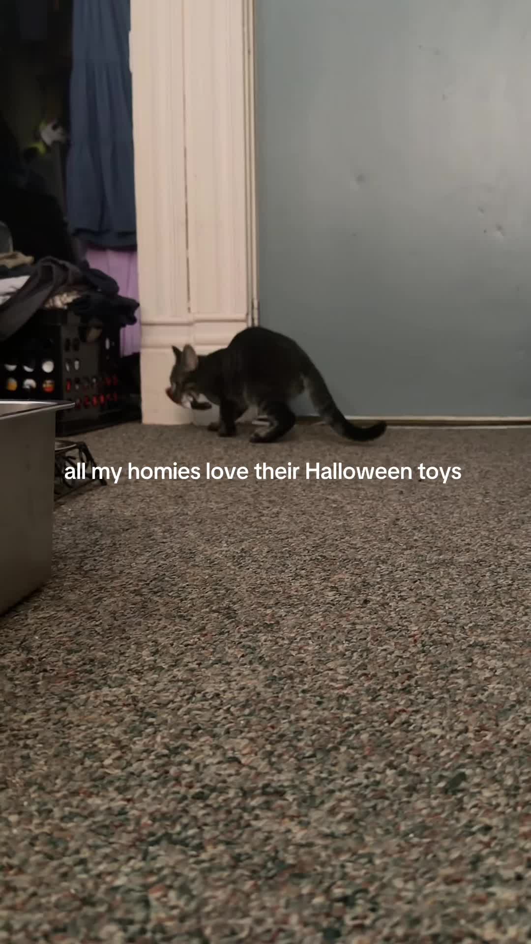 @bink the big orange cat