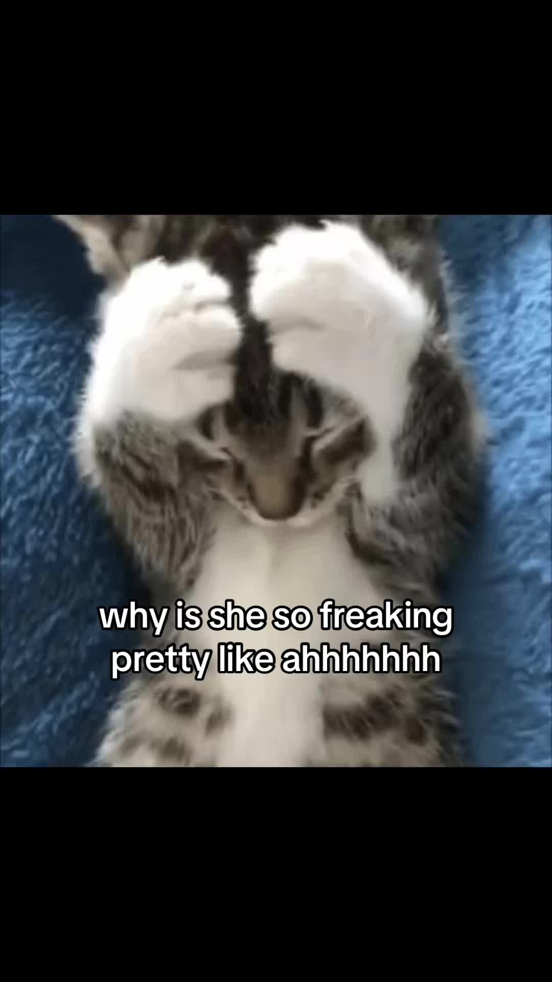 @meowconcept