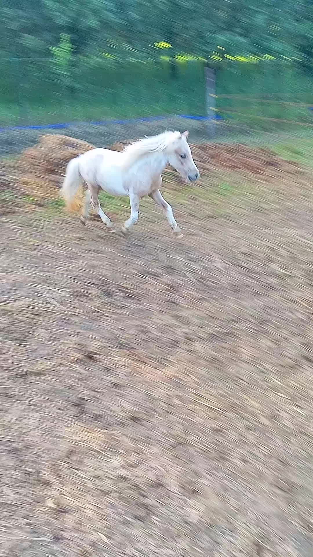 @joep.allevamentominipony