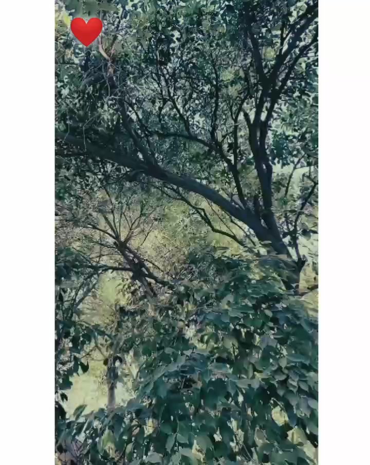 @𝐔sᴍɪɪ ᴍᴀʟɪᴋ ➳✪