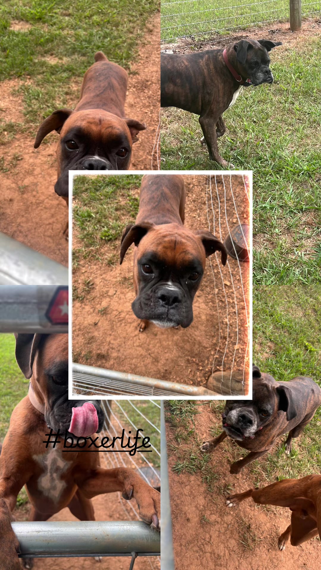 @Angie@k9kennels🐾