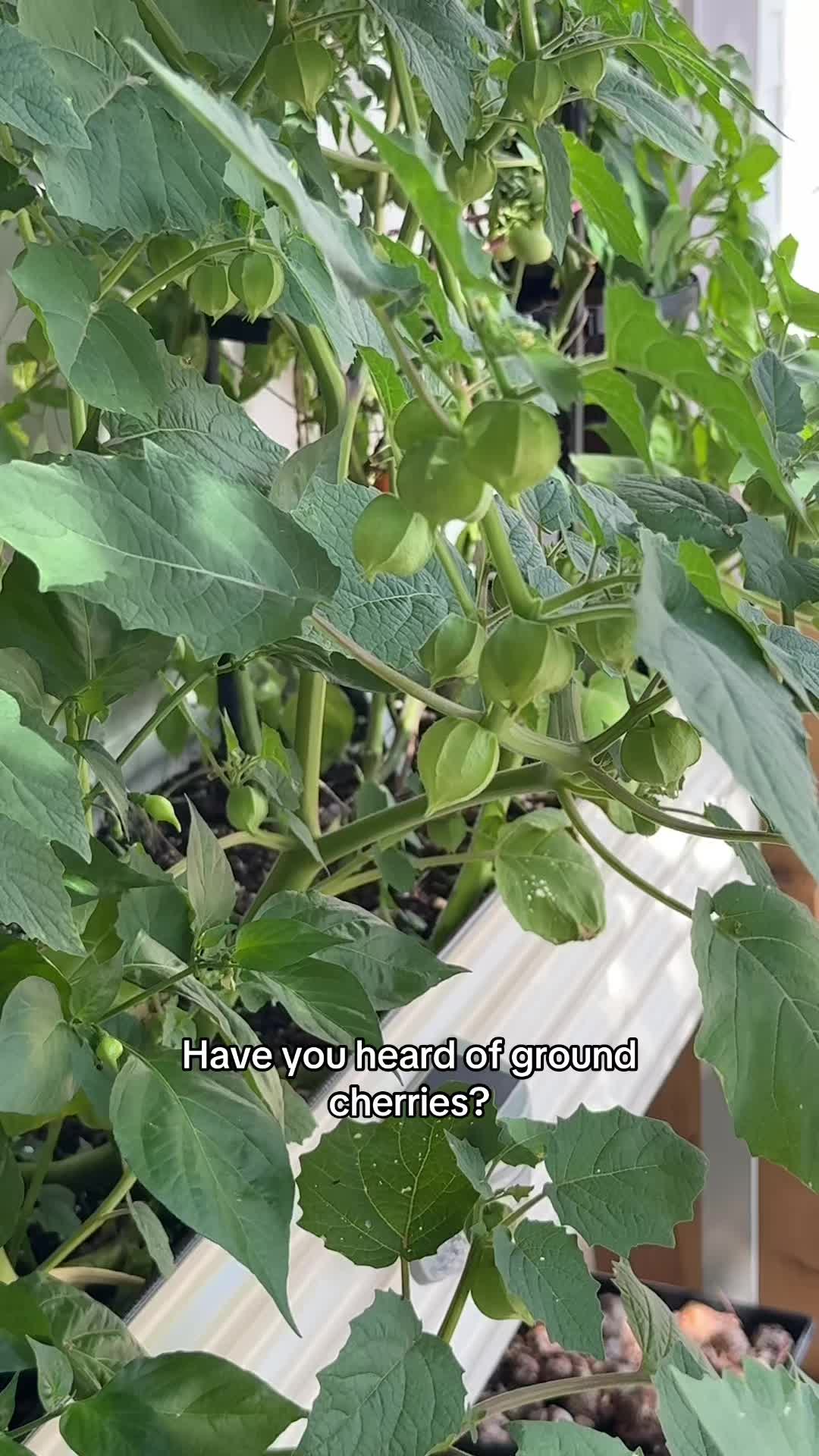 @The Ever Hopeful Gardener