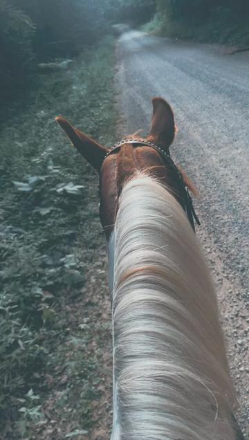@➰🐴🌻 Kala 🌻🐴➰