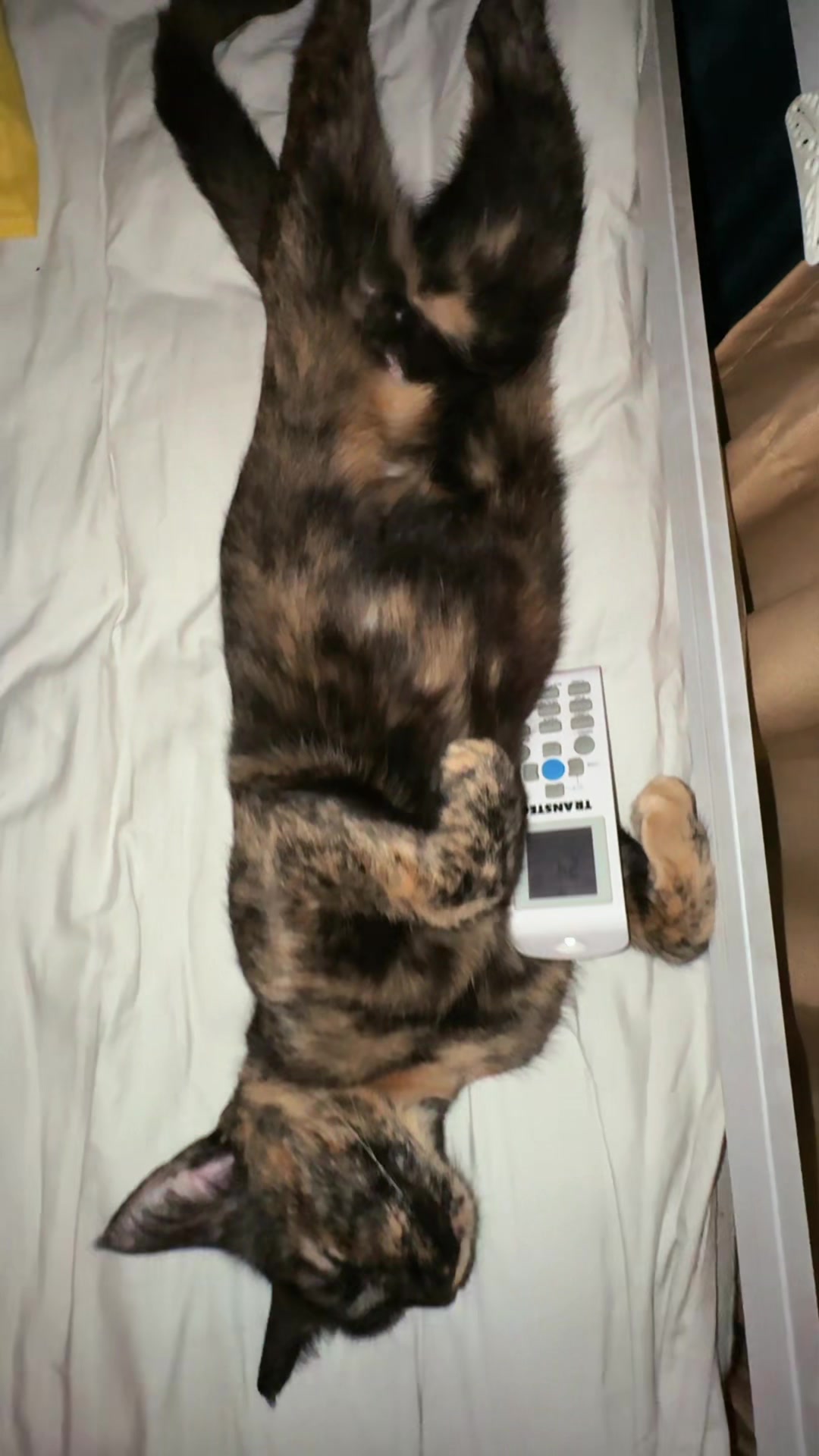 @caty_cat_01