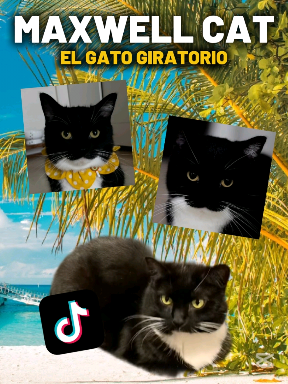@TIGRITO EN MEMES