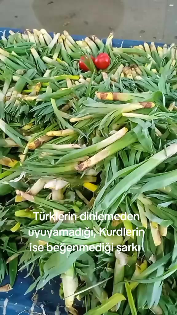 @Yunus🦅