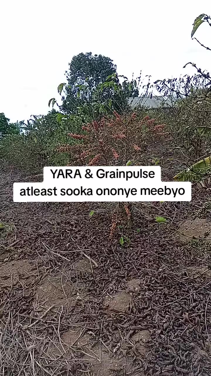 @MUKISSA AGRO Ug🌿