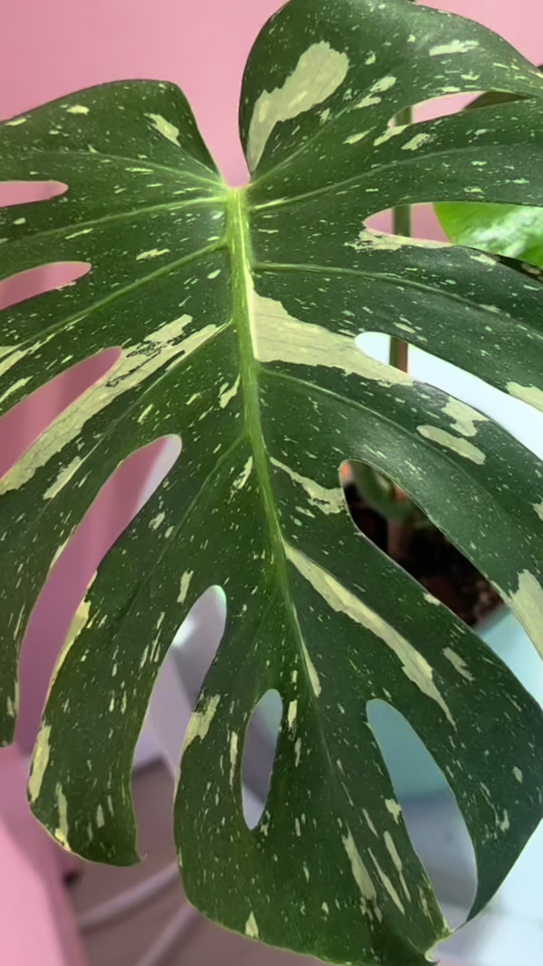 @midwestplantgal