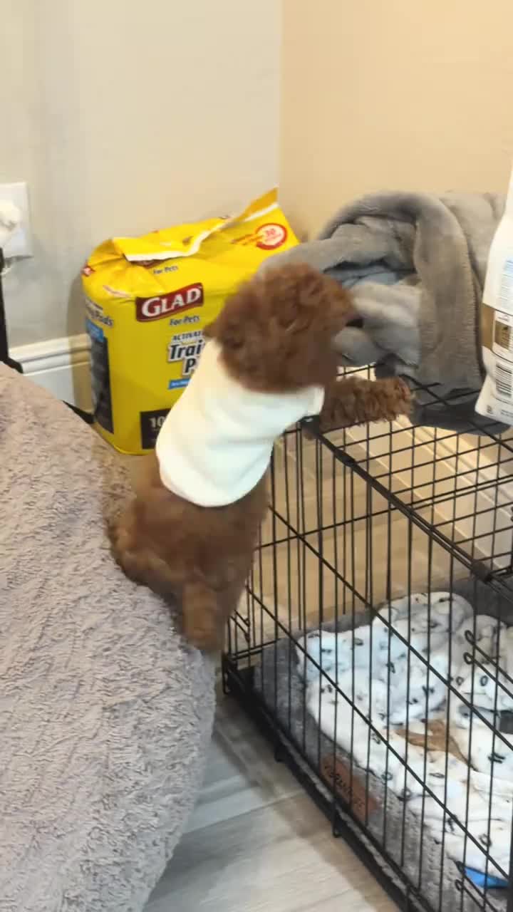 @homeraisedtinypoodles
