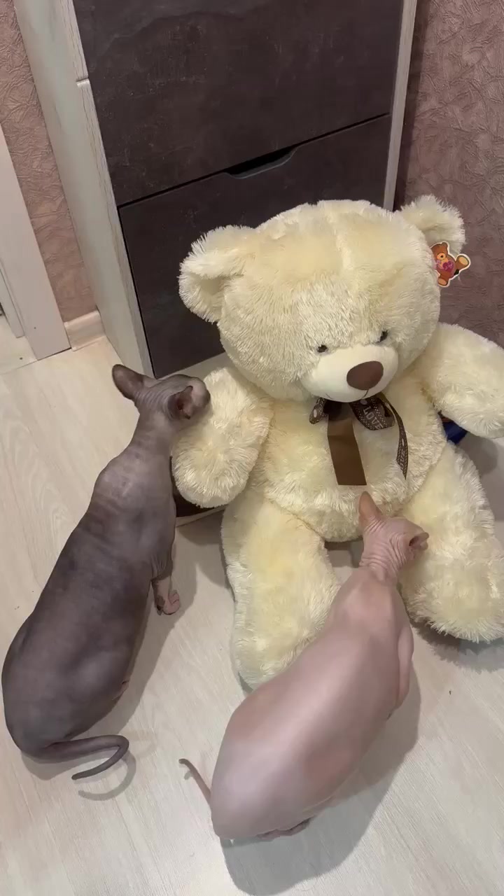@user7510448485861