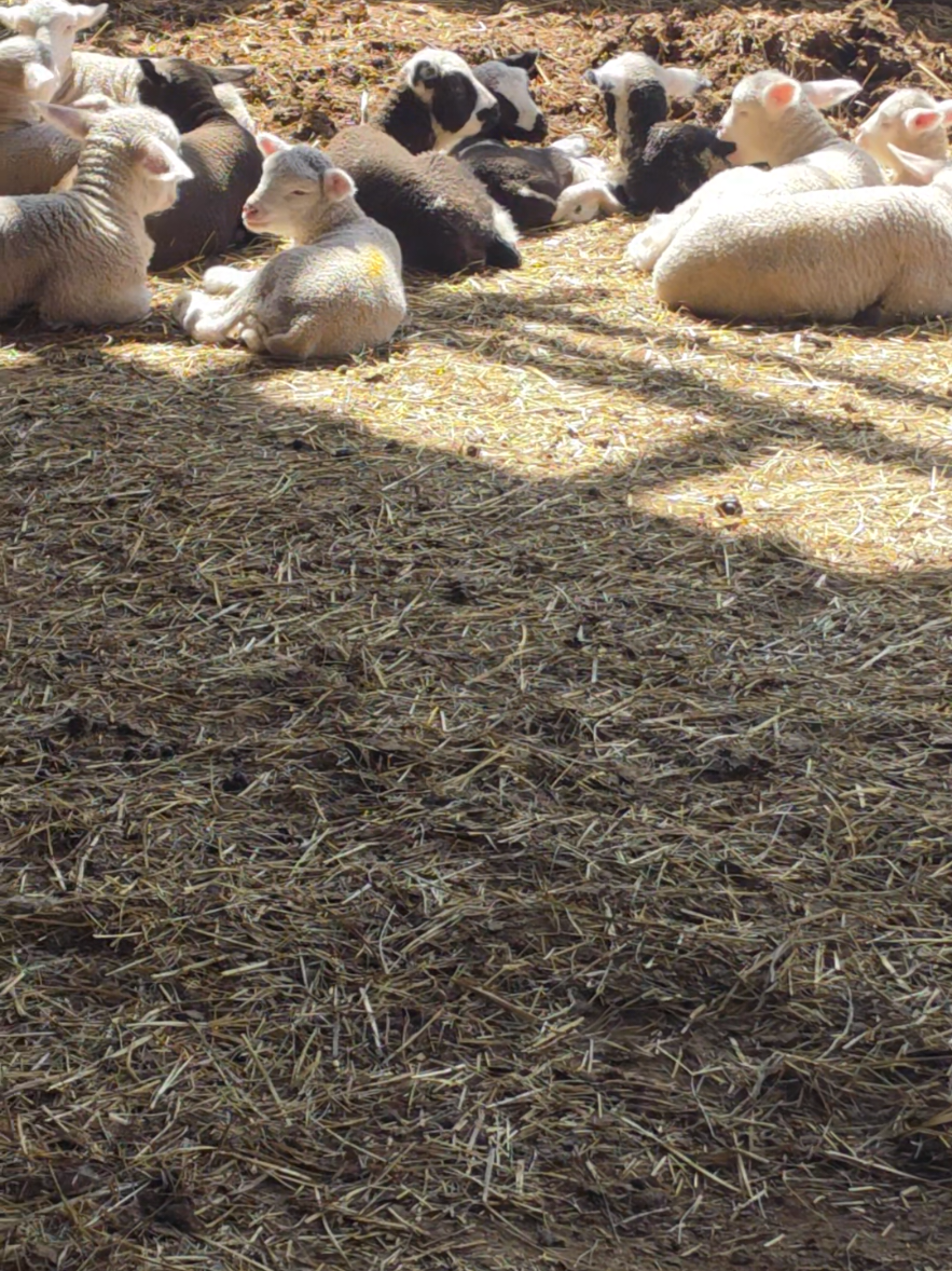 @Grit&Grace:Farmyard.diaries