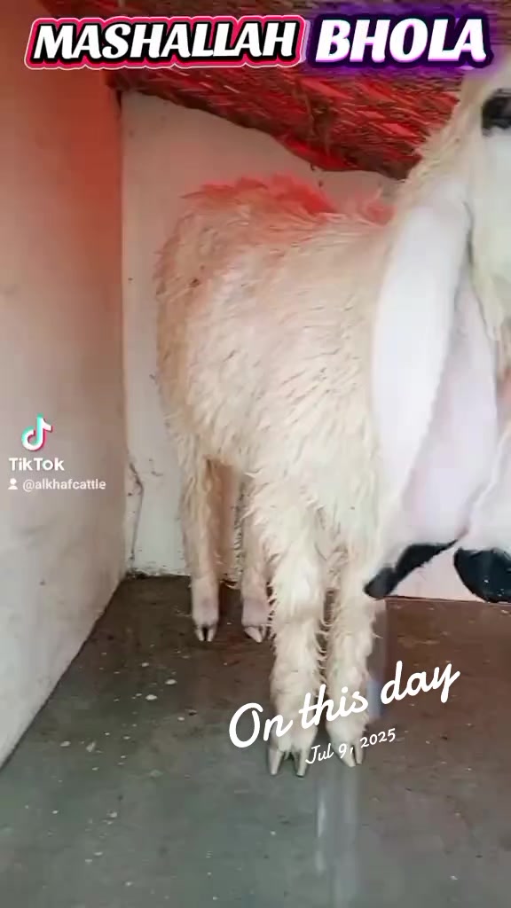 @Al_Khaf Cattle Farm, 🖤