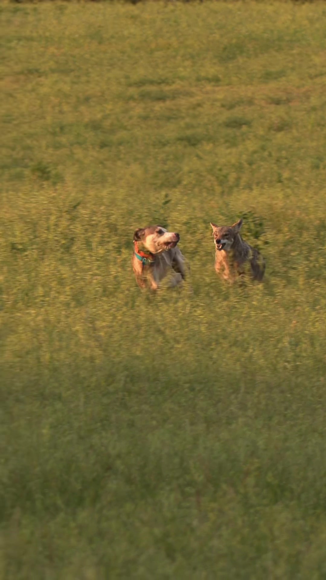 @FOXPRO Game Calls