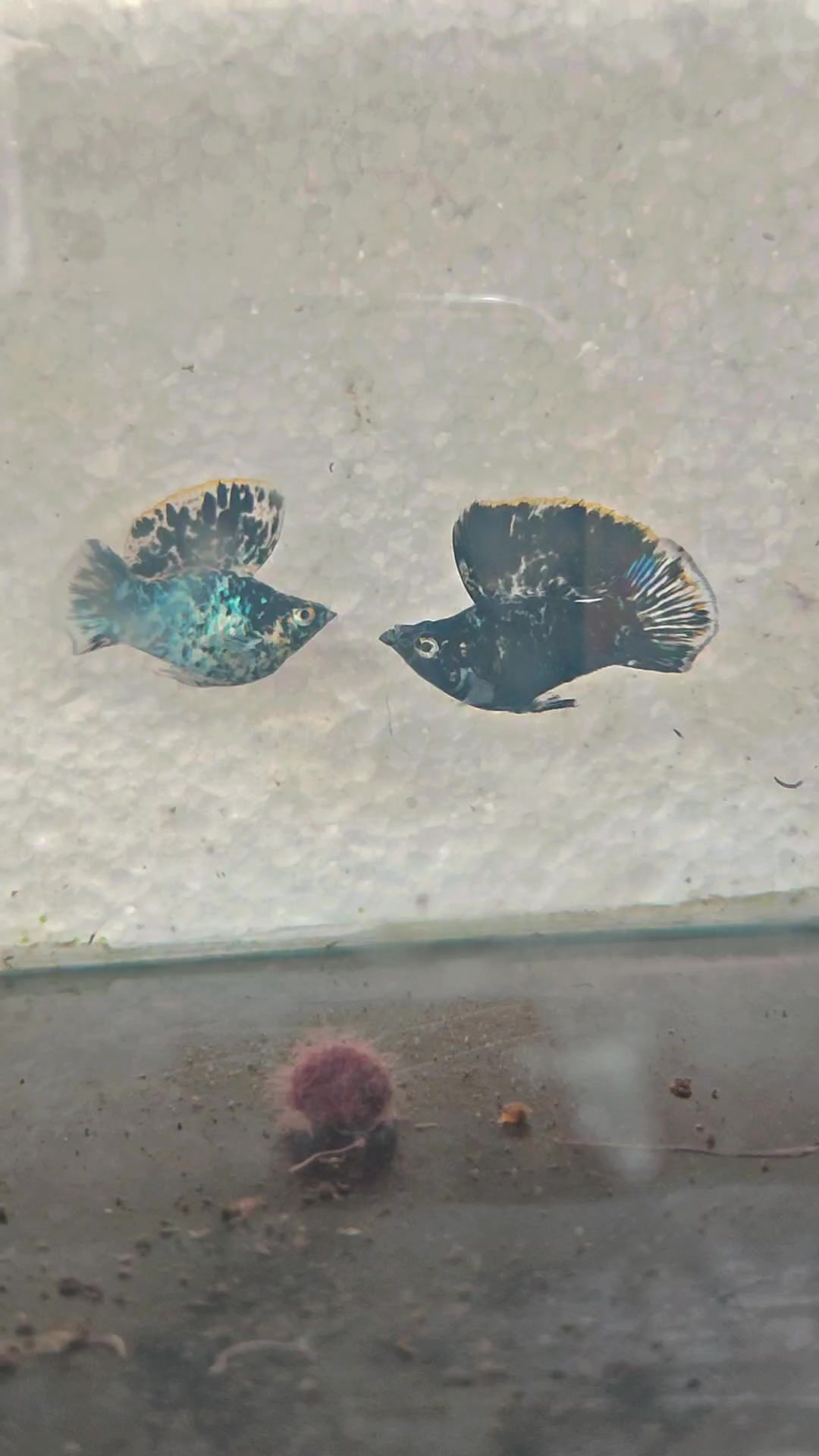 @Ramon Fish Banyuwangi