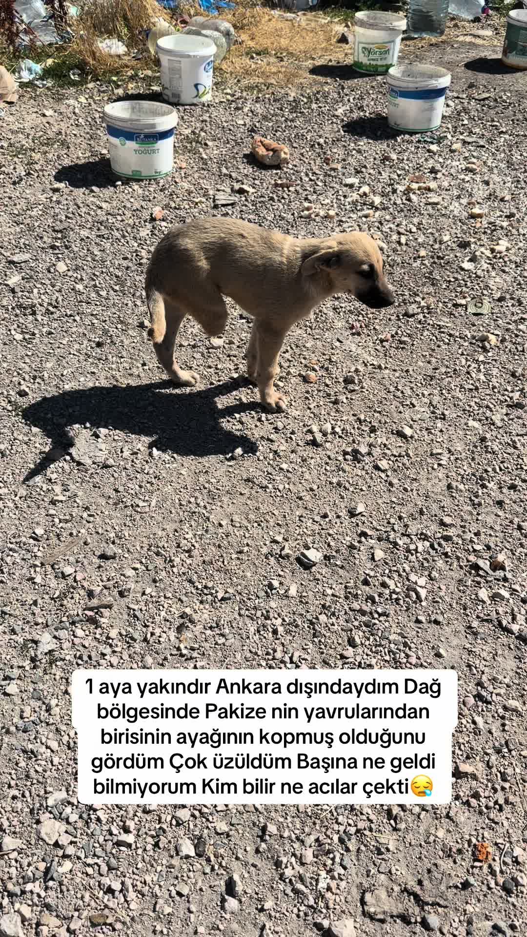 @azaphanecanlari