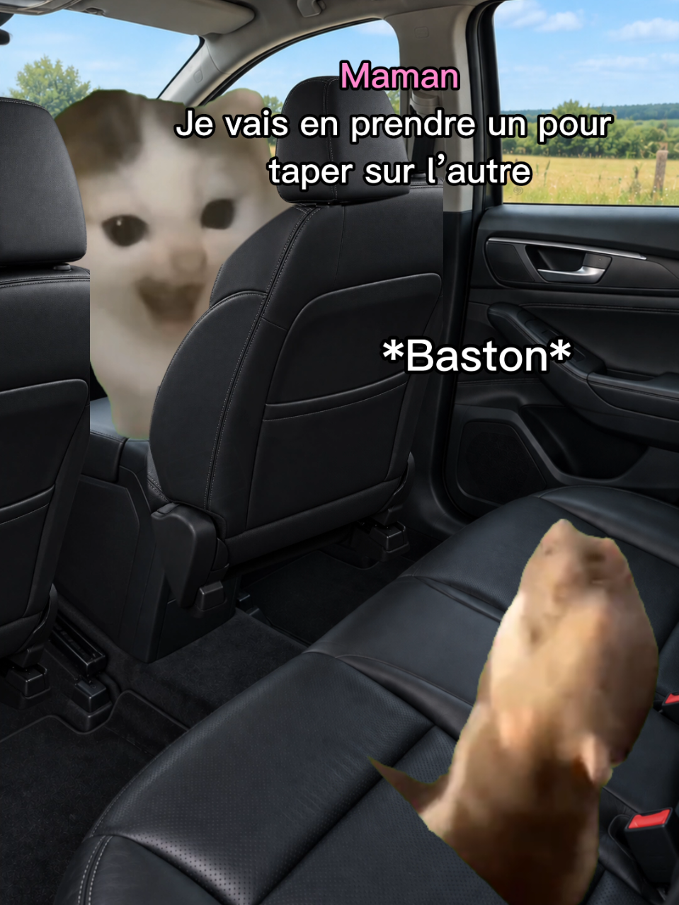 @shorts2chat 😽