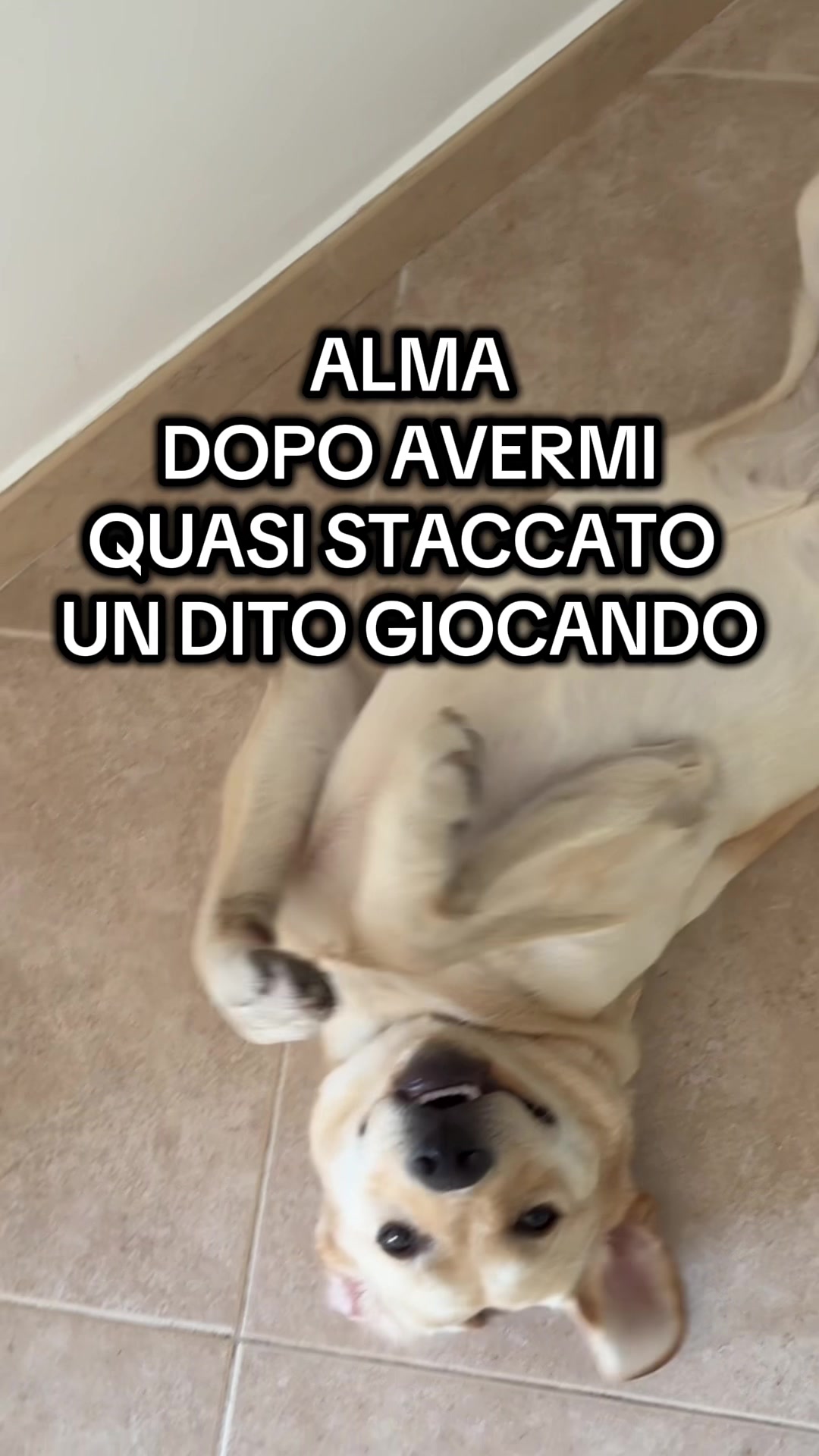 @ALMA_labradorRetriever