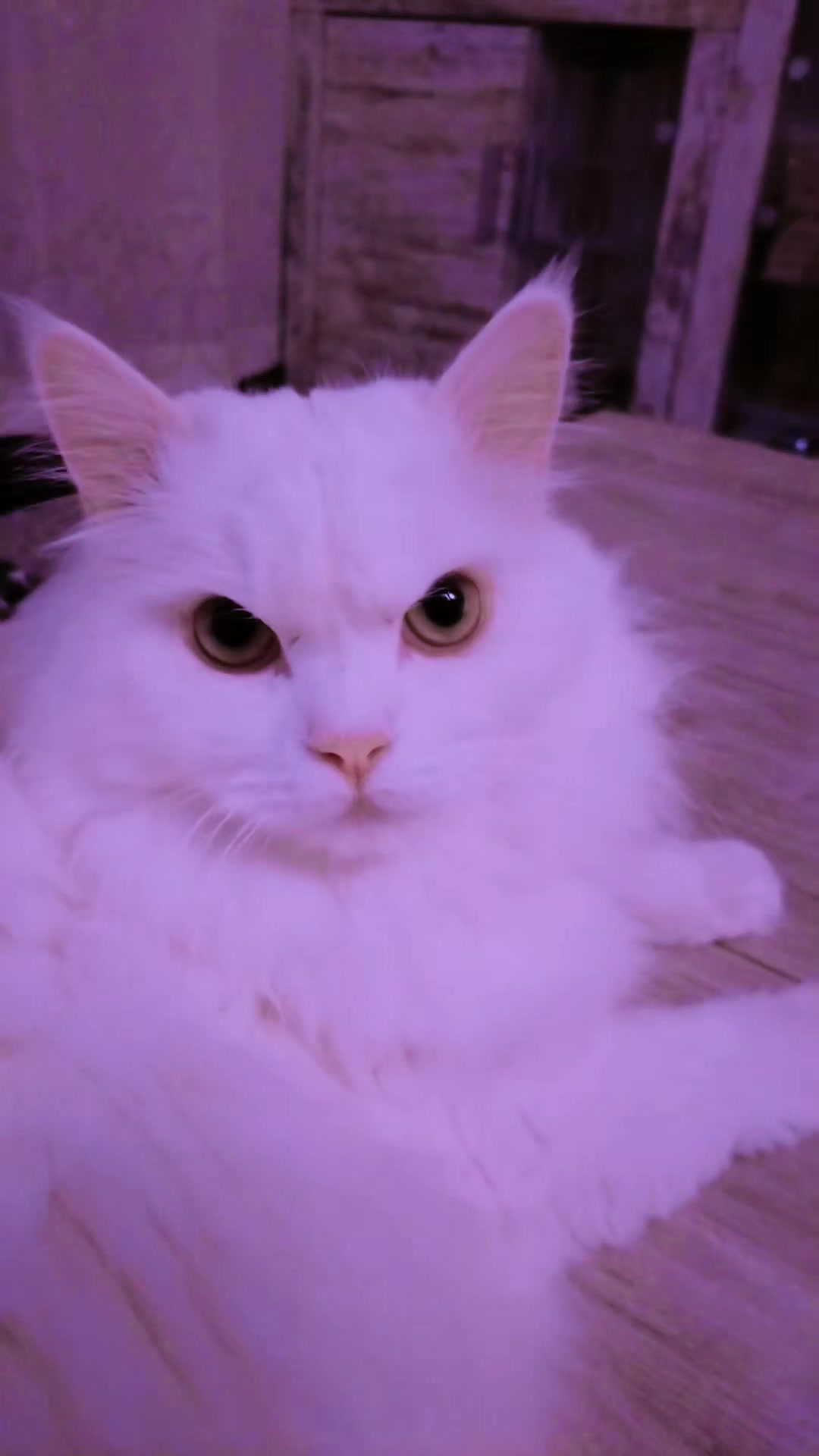 @Lucky Cats
