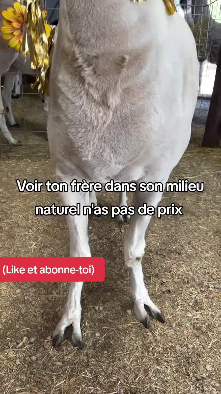 @FouRireAnimal