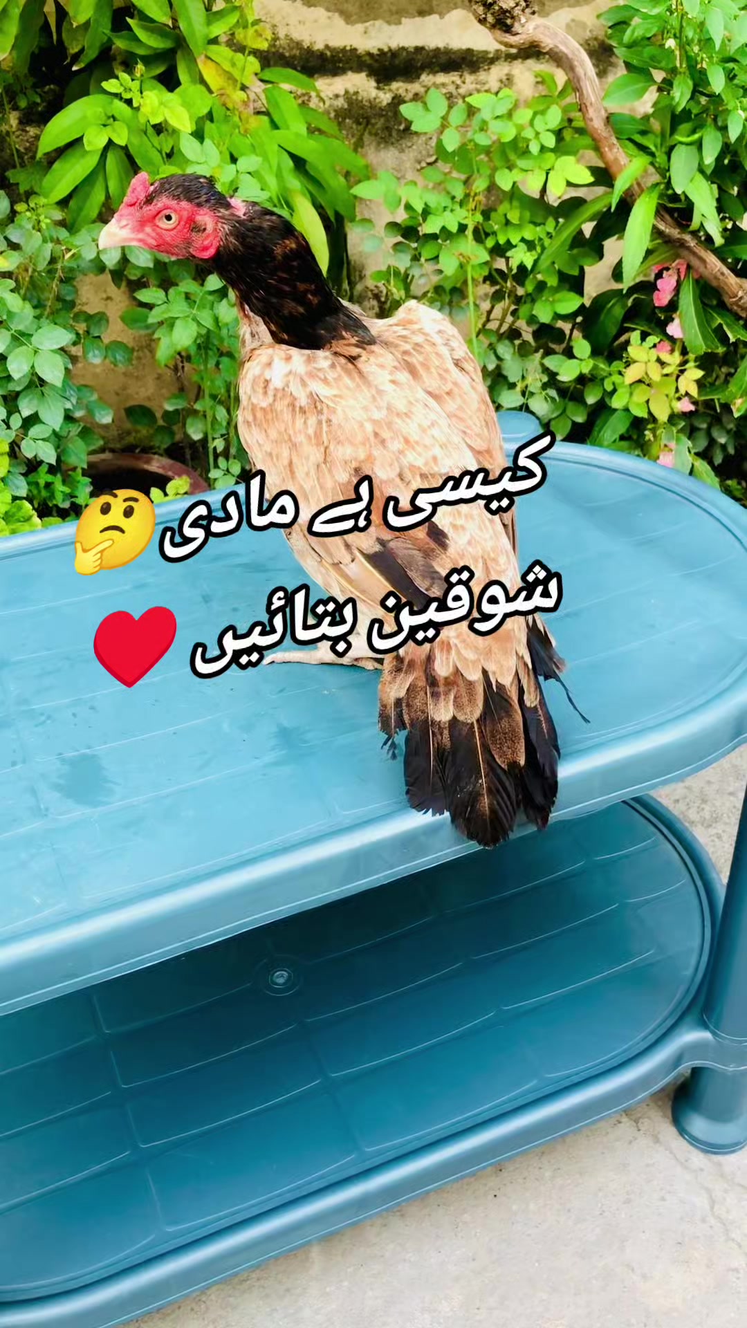 @K.H.A.N♥️