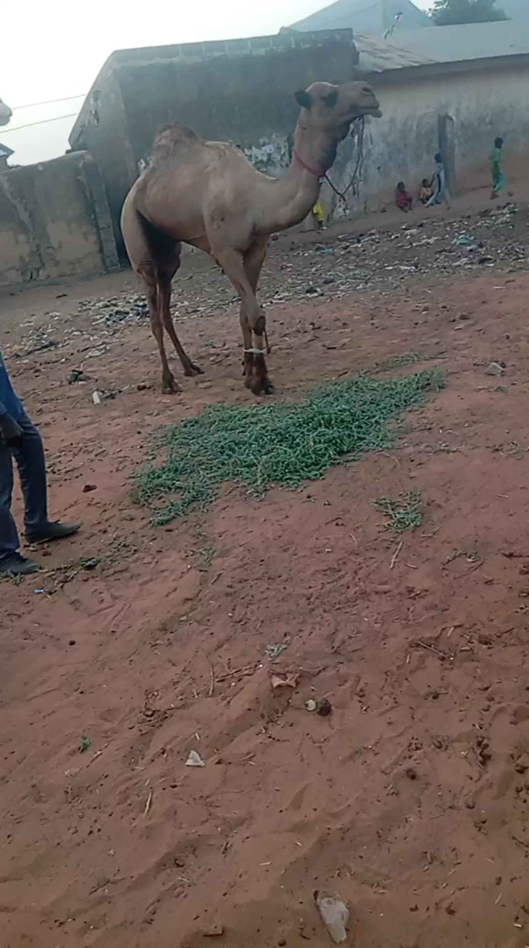 @maazu maidoki Gamaru19800@