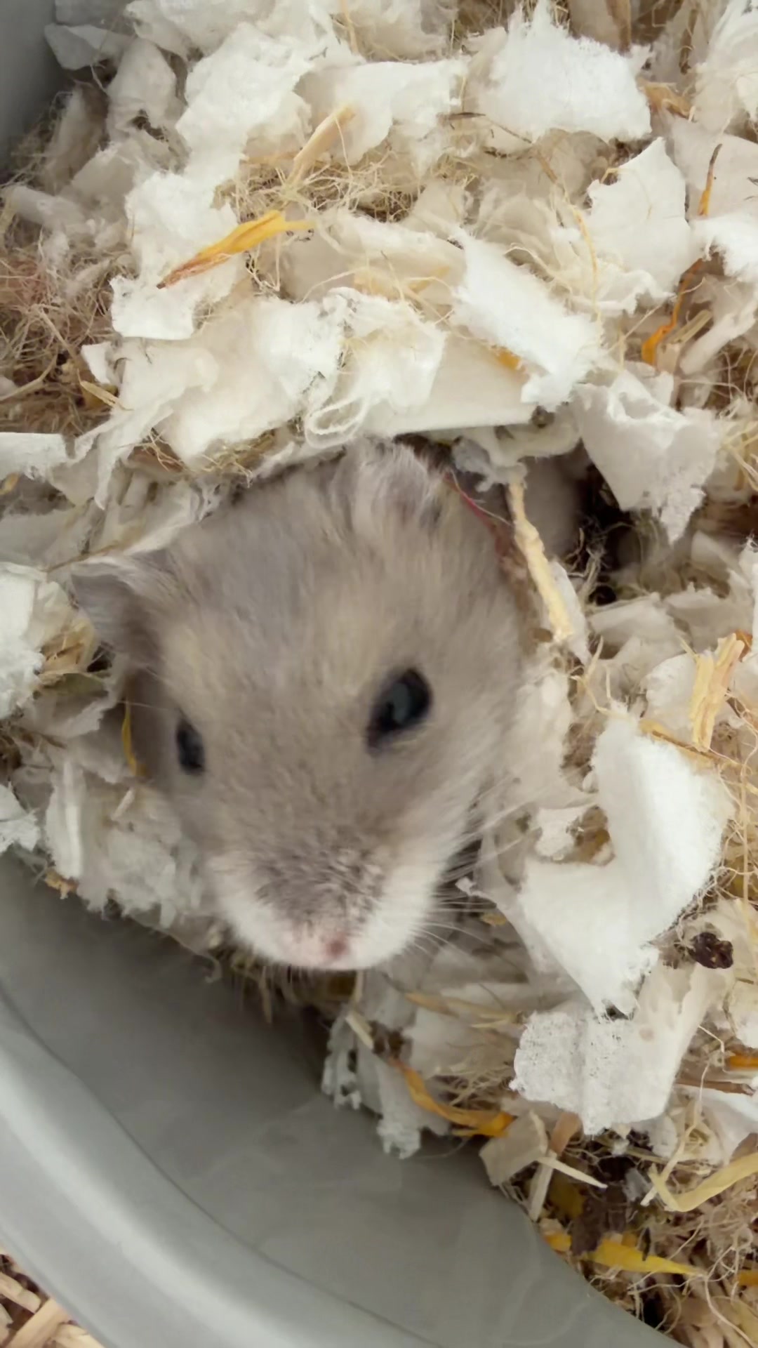 @peanutthehamster1