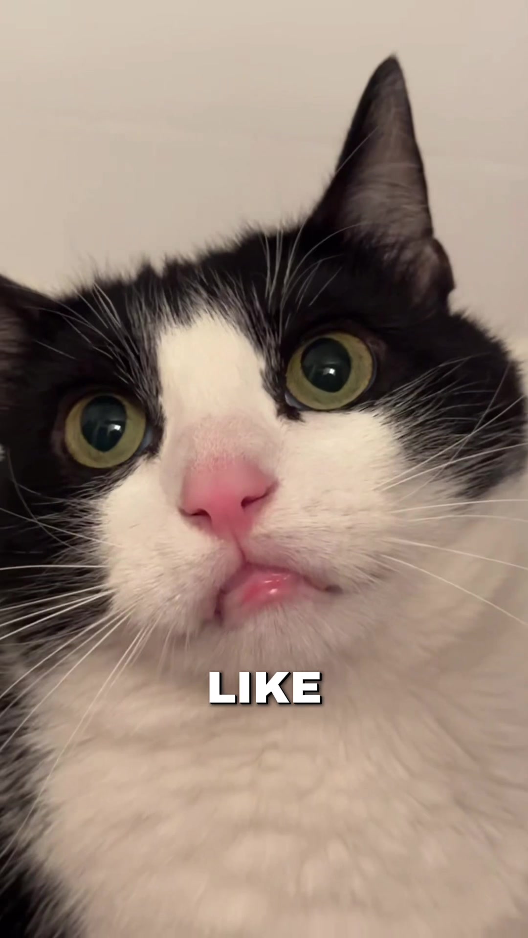@sorrygoose