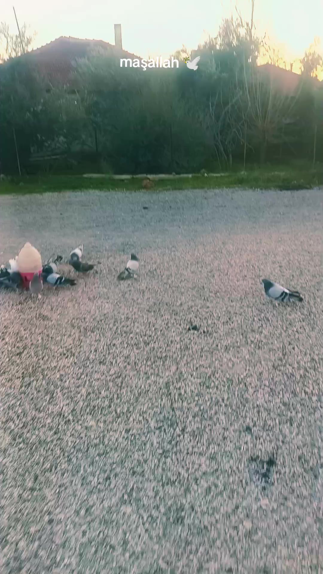 @horoz ve oyun kuşu güvercin