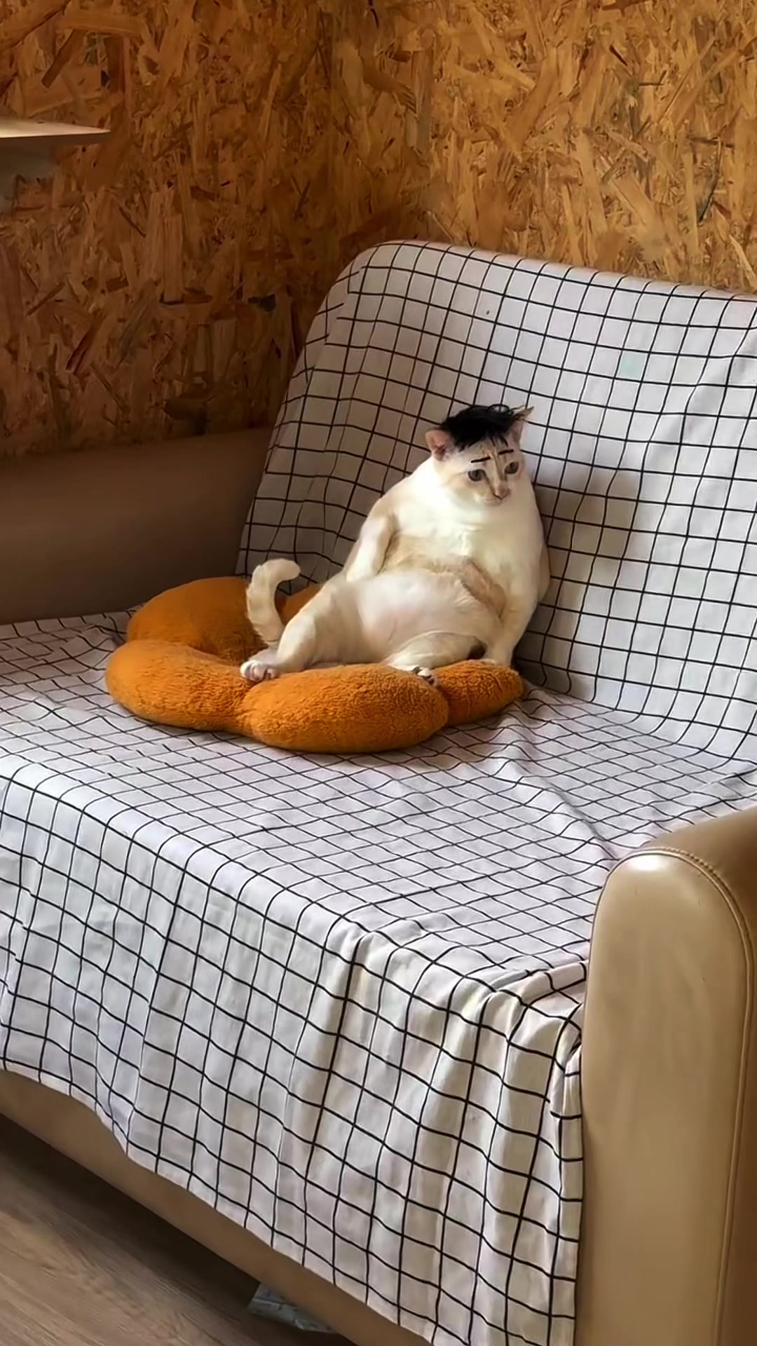 @𝗖𝗔𝗧𝗦