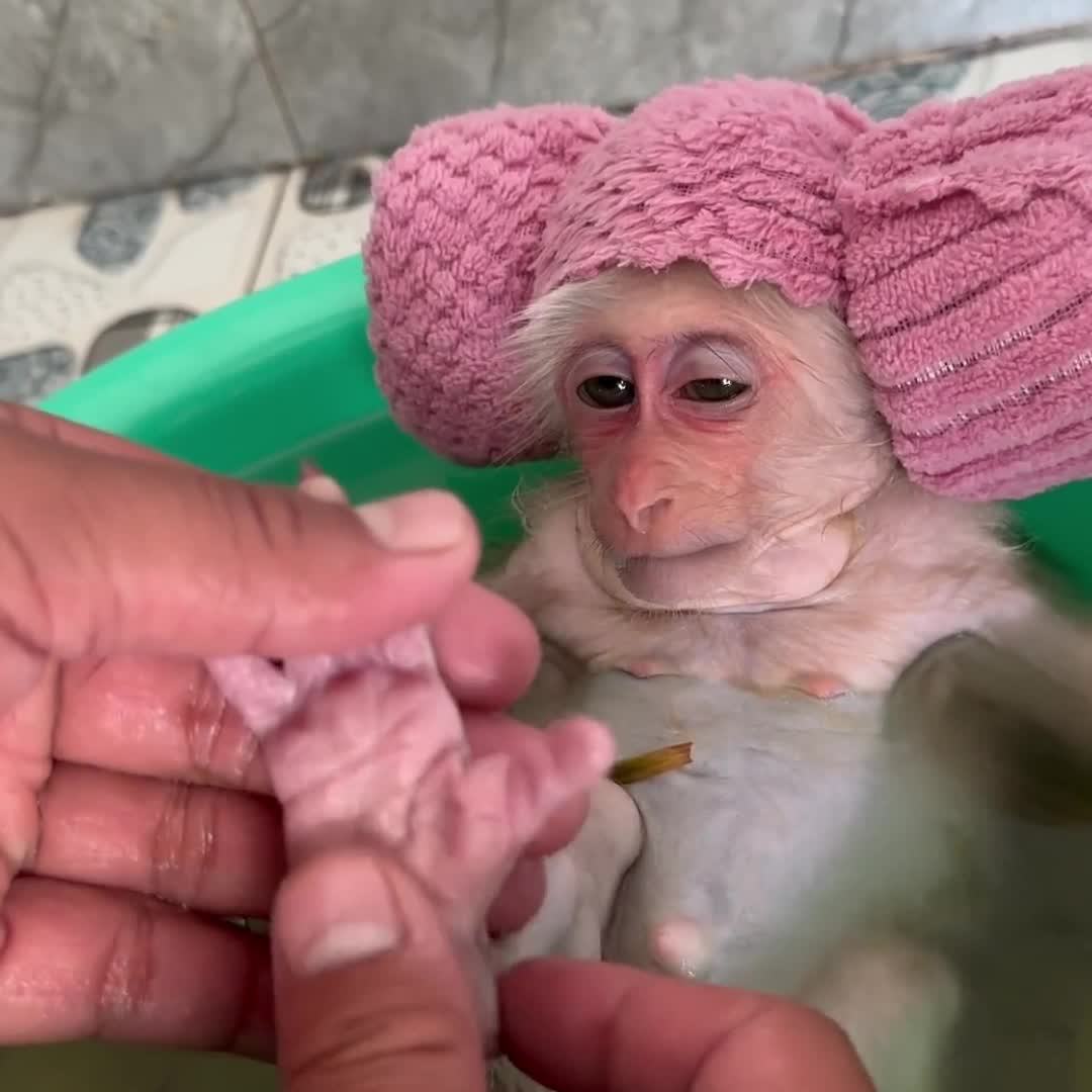 @Monkey TP