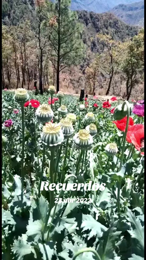 @🍀
