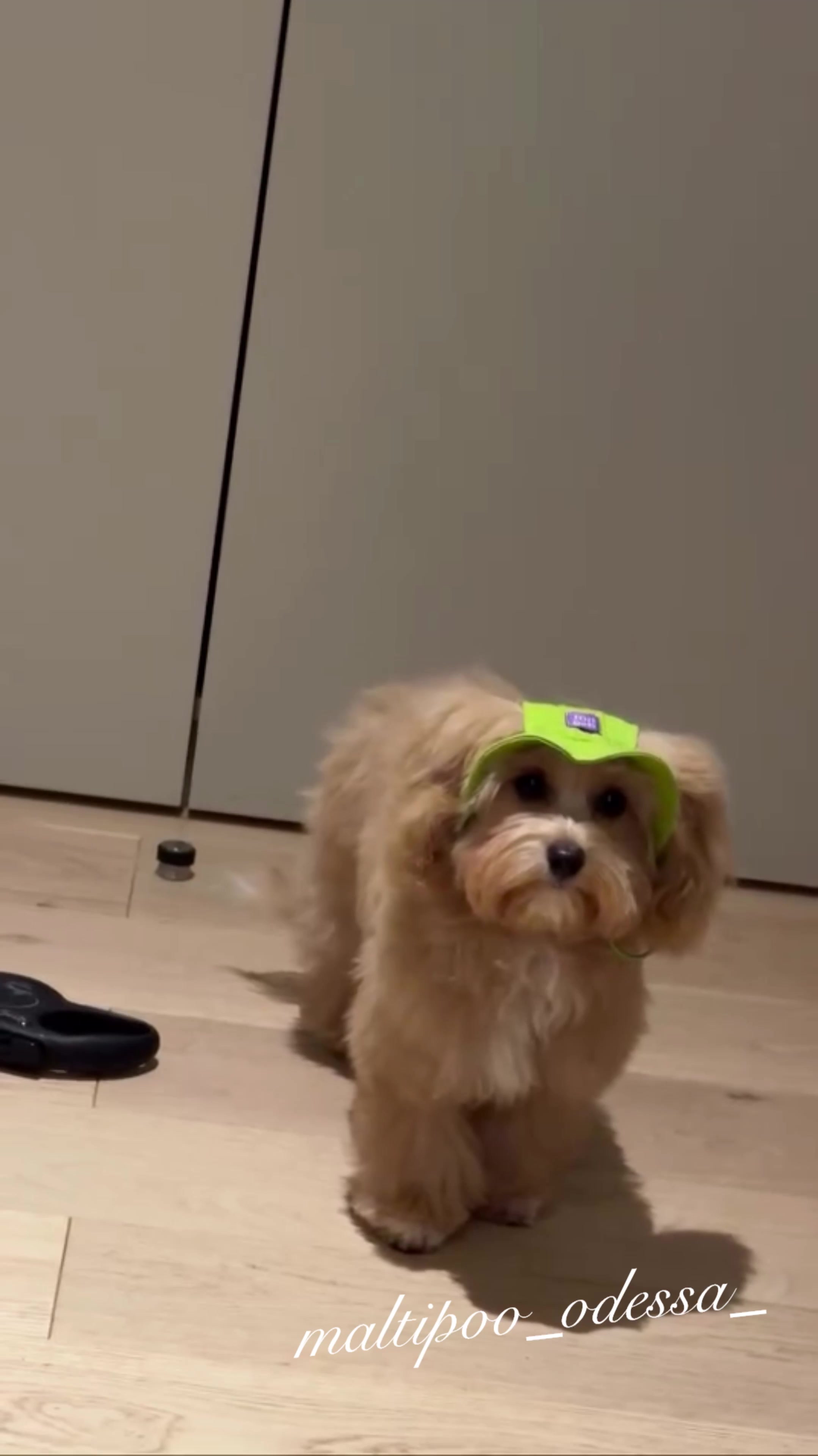 @maltipoo_odessa_
