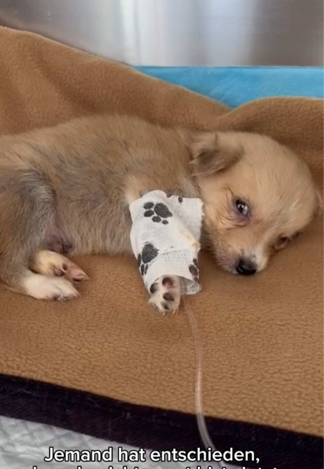 @SpecialDogs e.V.