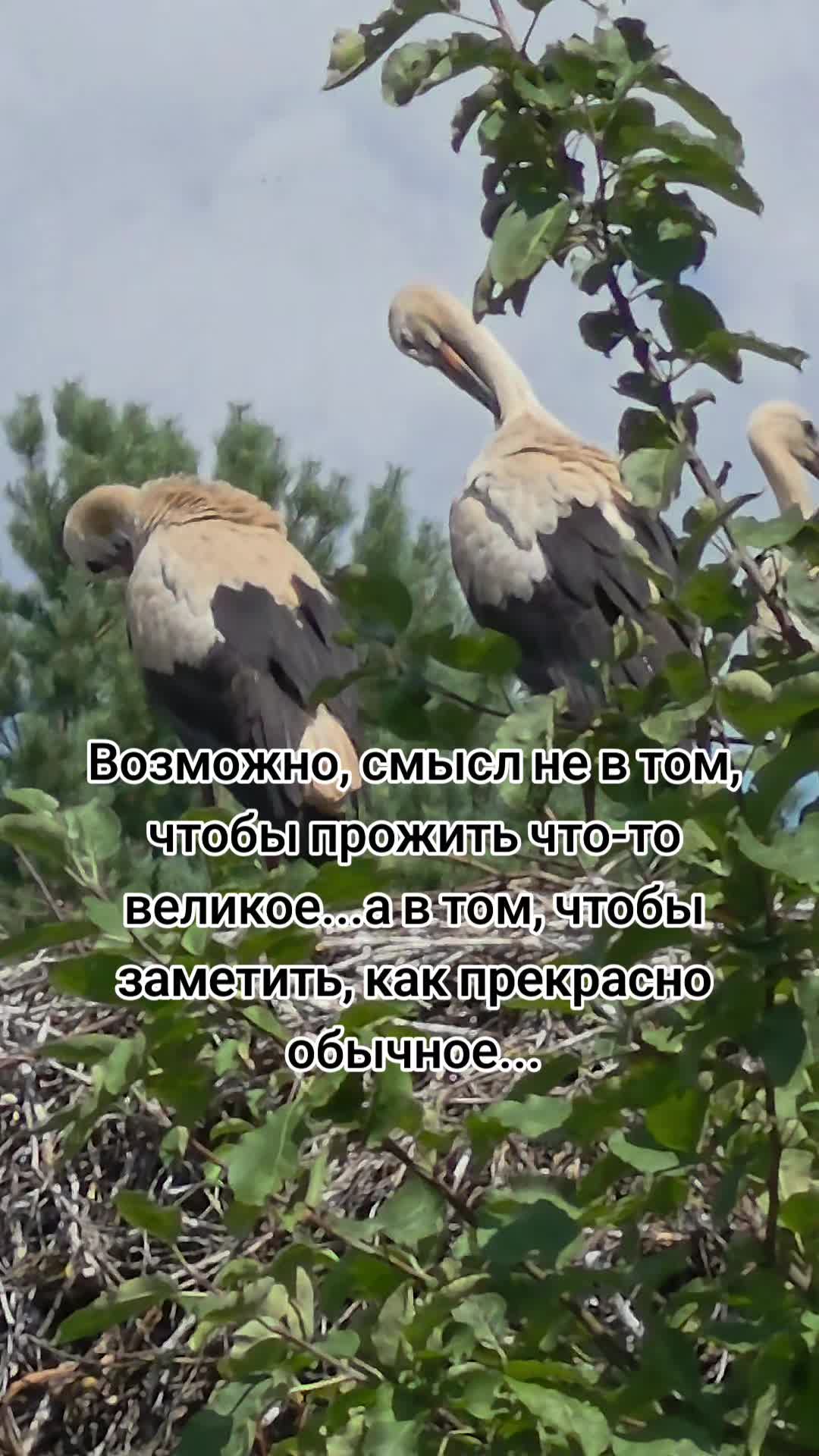 @Lesya Bronzova
