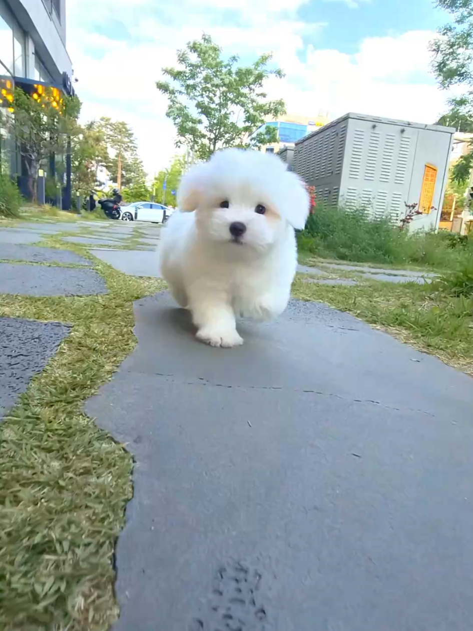 @Dogcastle_TH