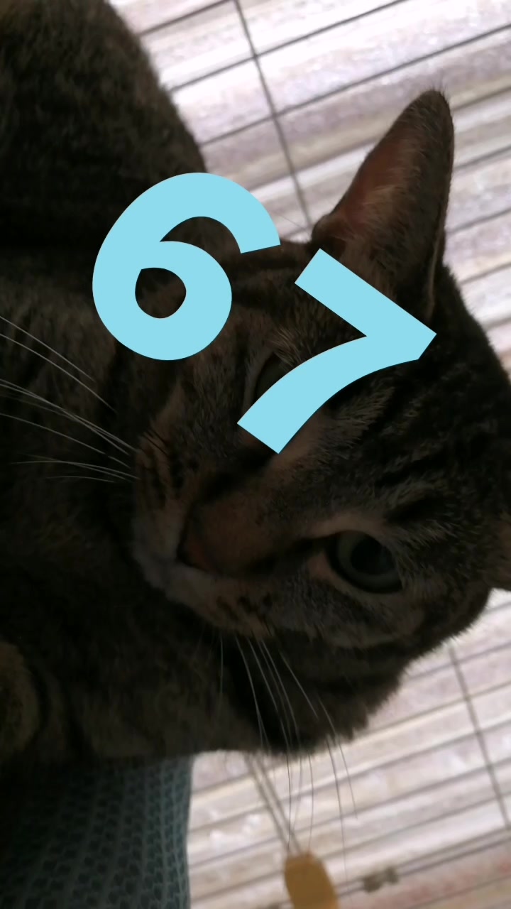 @モンチッチ大好き星人