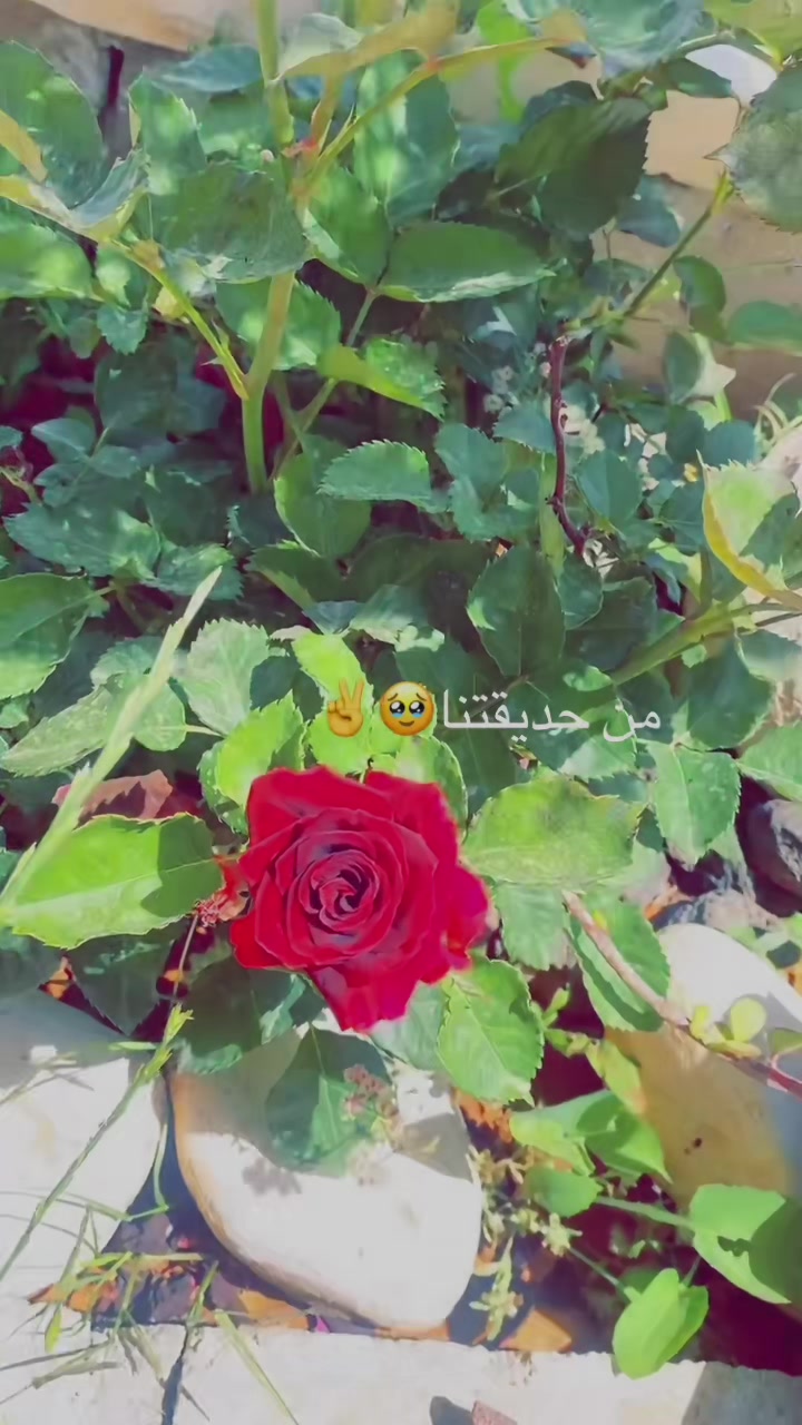 @توته ملتوته🍓☺️✌️