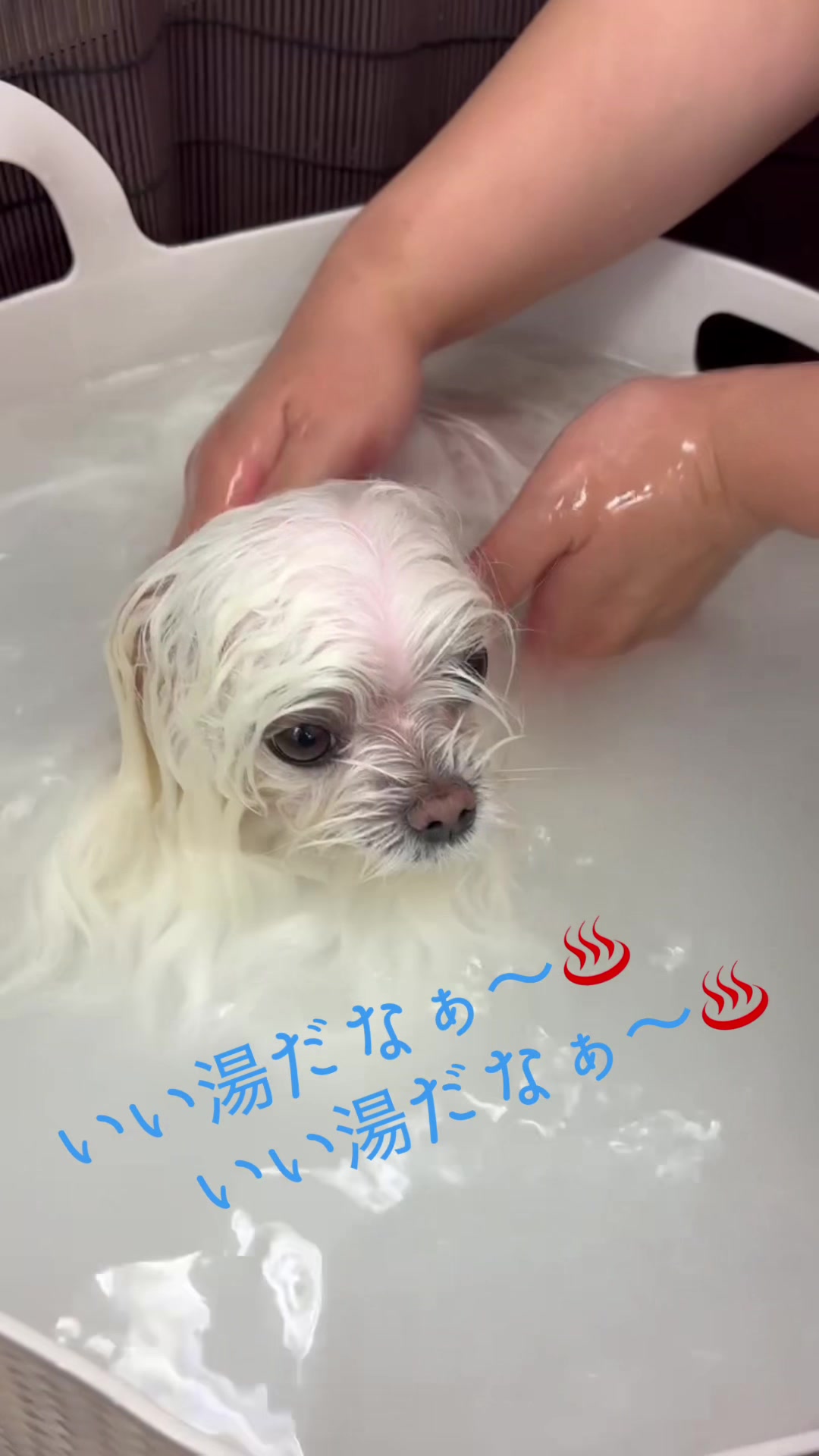 @るるちゃんパパ🐶