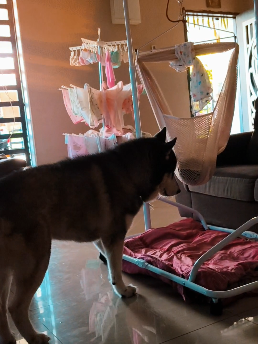 @TobbyMishika_TheHusky
