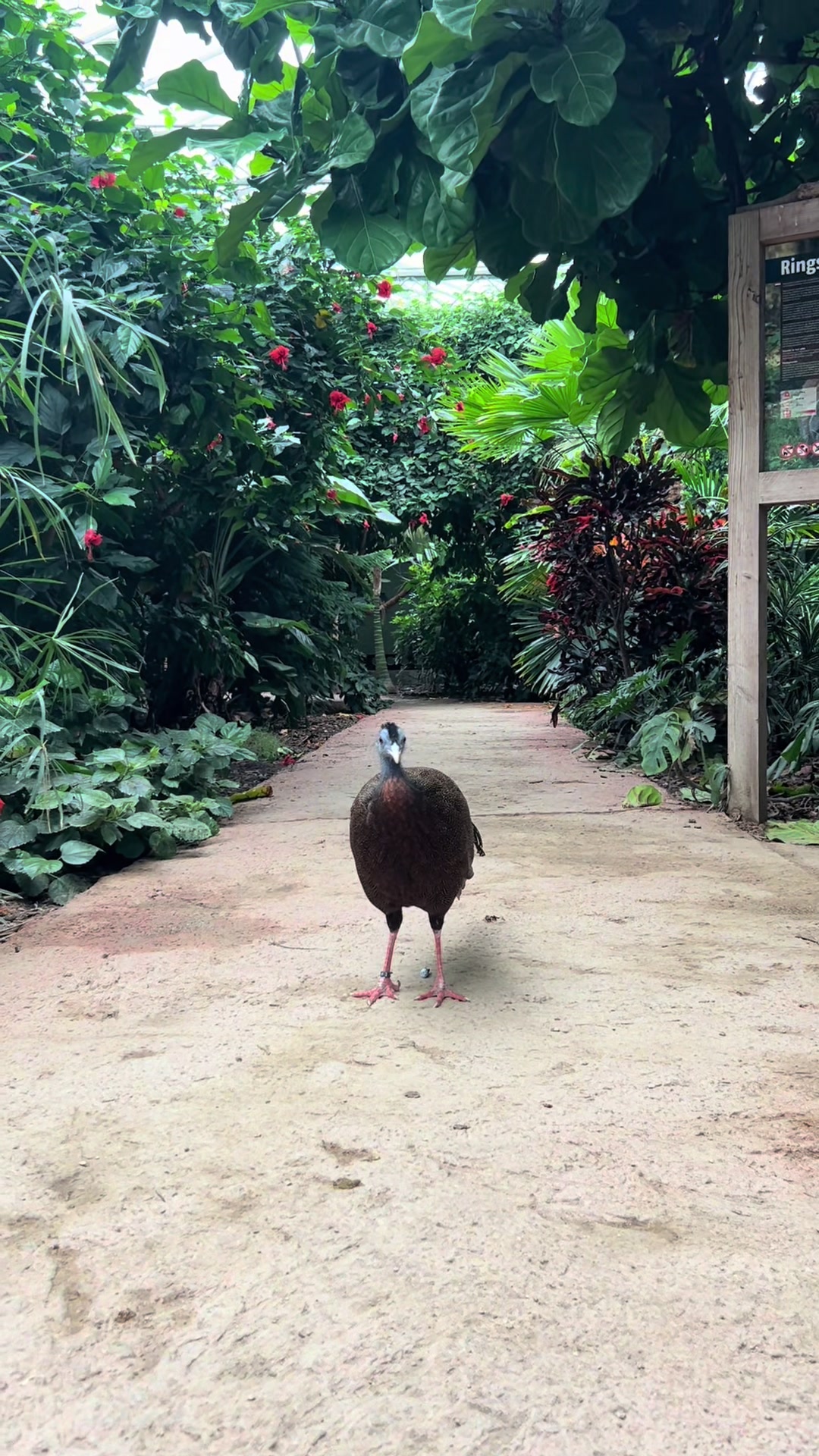@Dierenpark Hoenderdaell