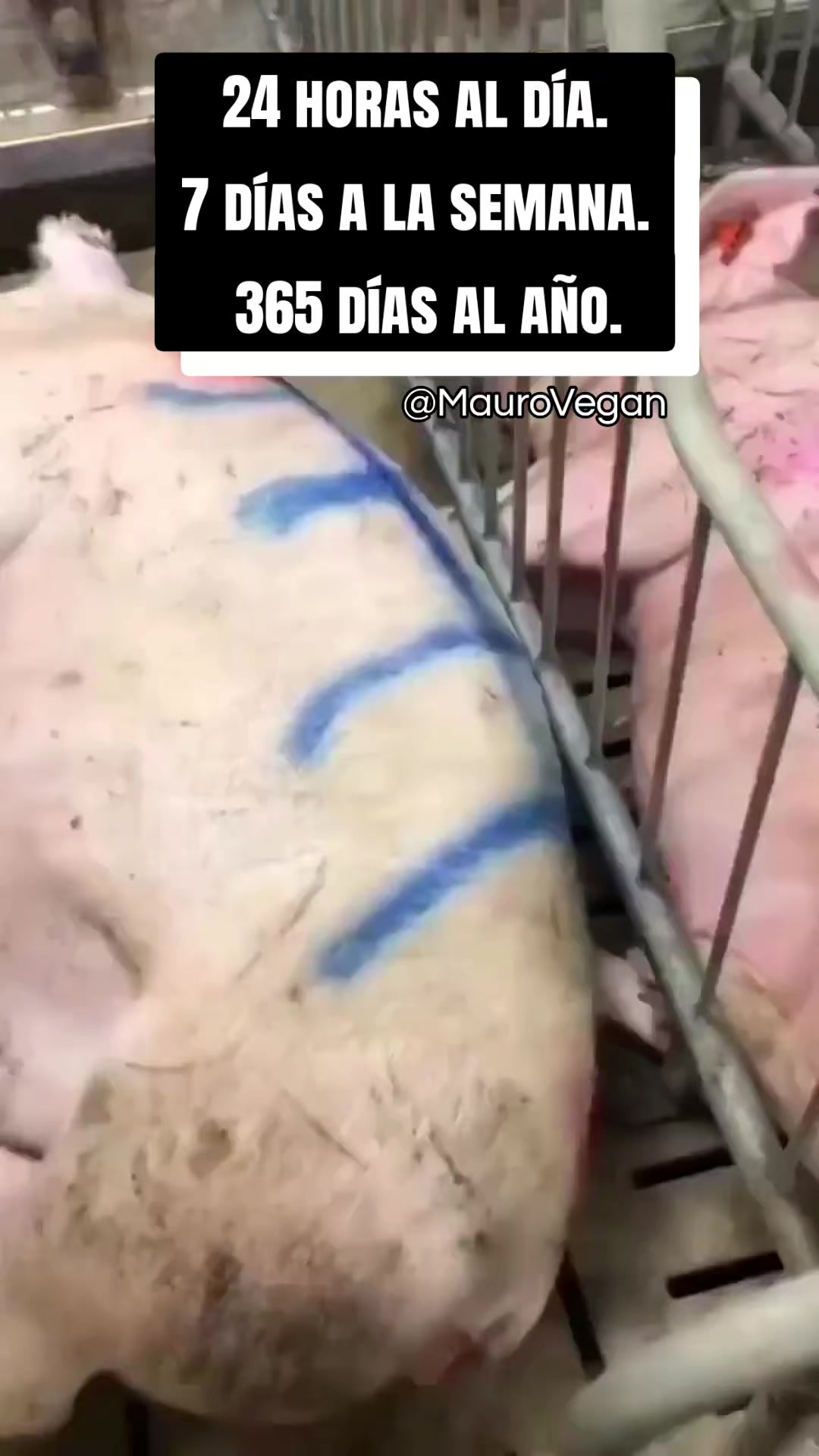 @Mauro Vegan🐑