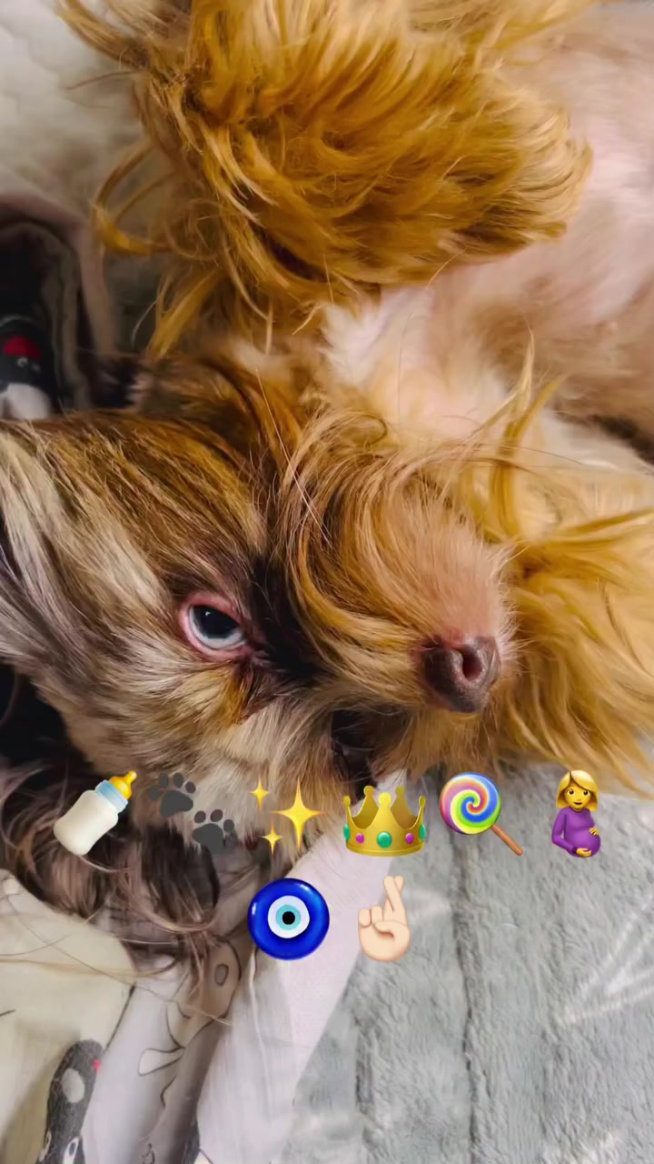 @Yorkie Maltipoo ShihTzu Teddy